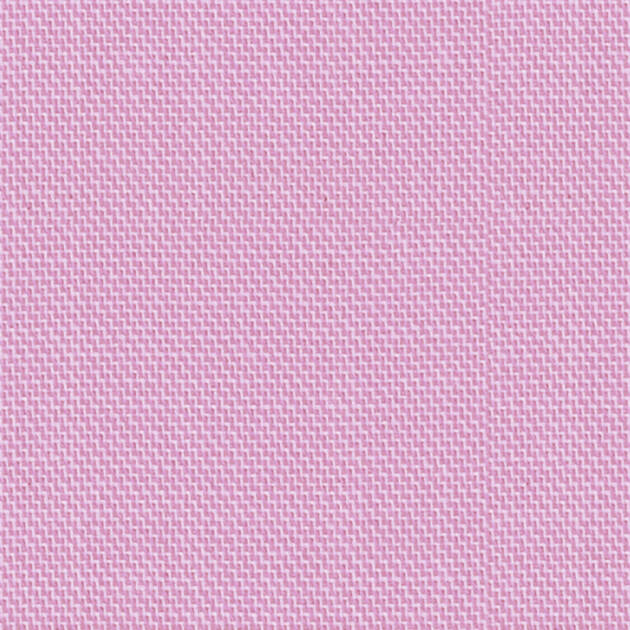 Orchid 49013
